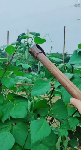 甜蜜未来乐在心怀主播照片