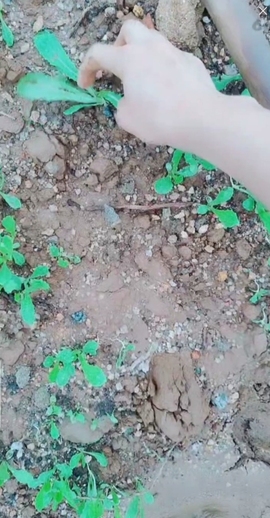 甜蜜未来乐在心怀主播照片