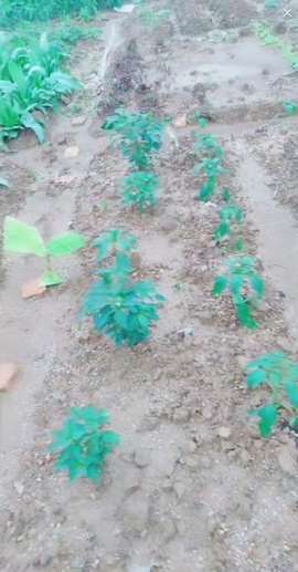 甜蜜未来乐在心怀主播照片
