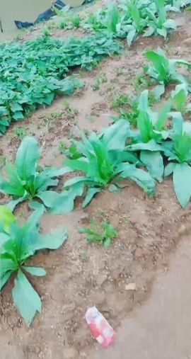 甜蜜未来乐在心怀主播照片