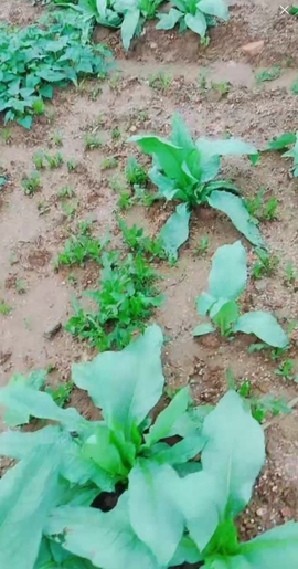 甜蜜未来乐在心怀主播照片