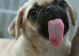 美子宝宝ღ主播照片