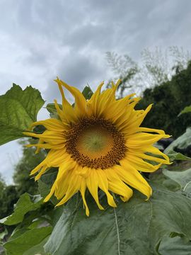 虾米求守护主播照片