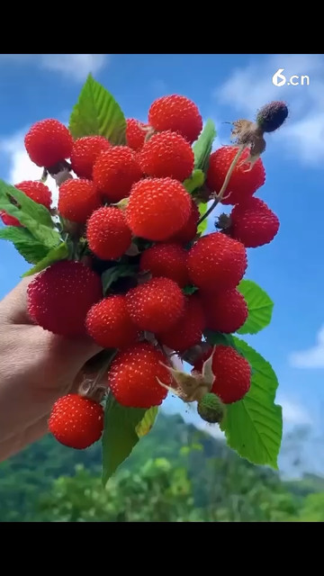 美好如初的只是小时候的记忆