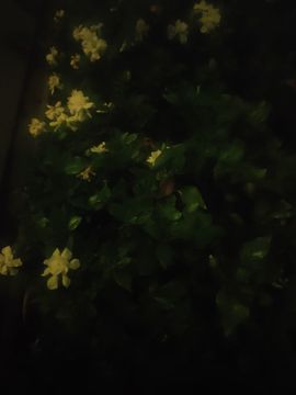 九九暂退来不及告别主播照片