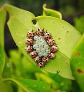 藏獒王∶成龙沸沸主播照片