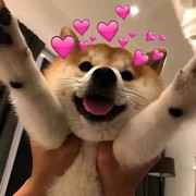 🌸梦歆🌸阿布海报
