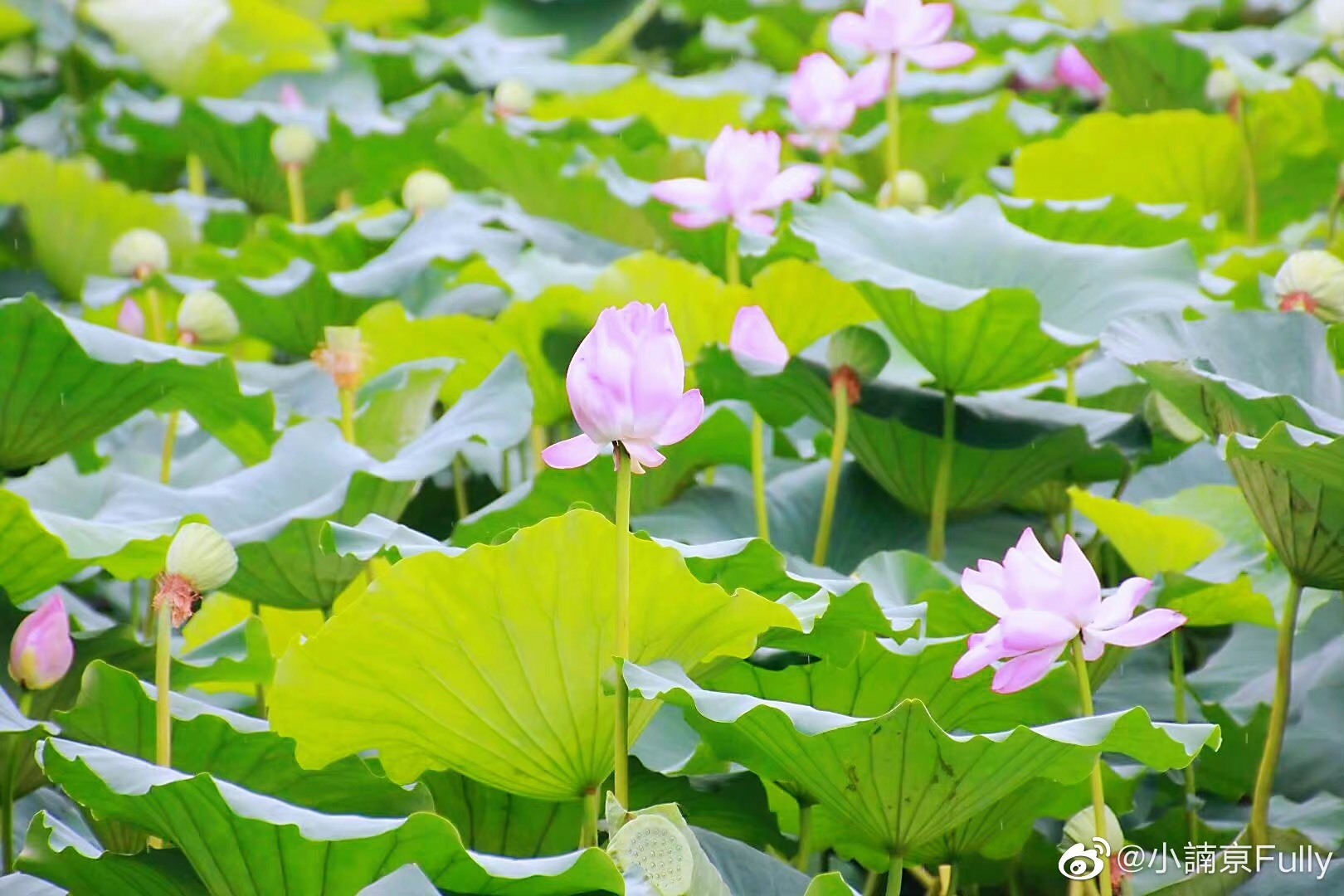 ✨小諵亰💕的主播照片