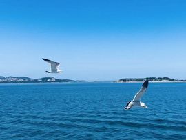 野百合祝大家新年快乐主播照片