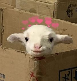 阳阳💕休主播照片