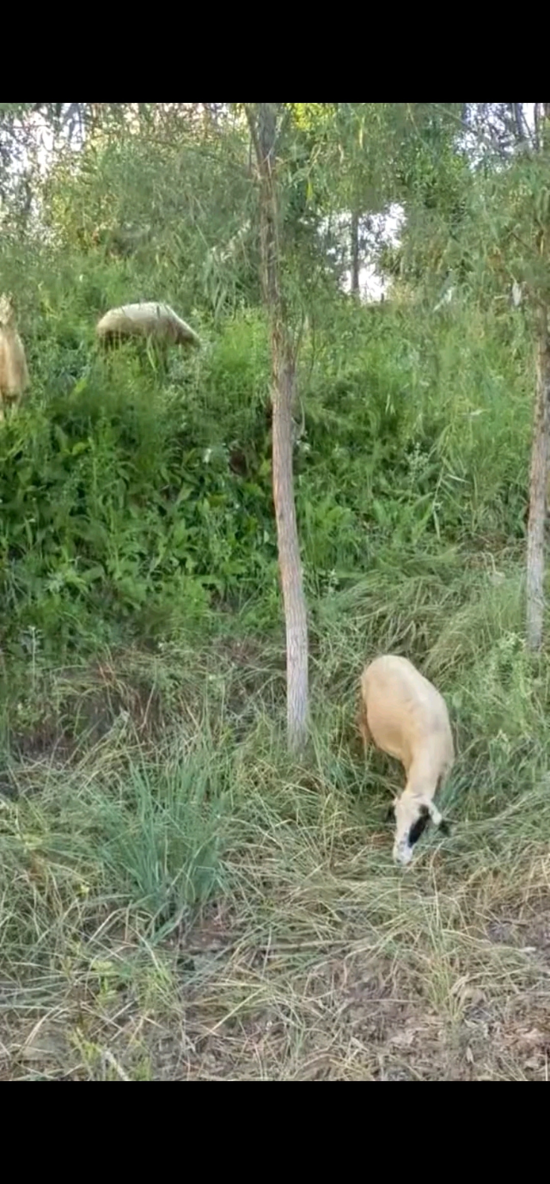 /狂笑/狂笑