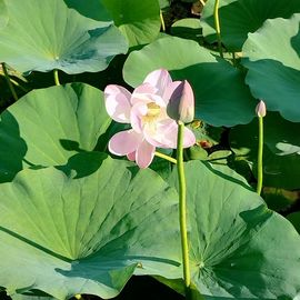 野百合祝大家新年快乐主播照片