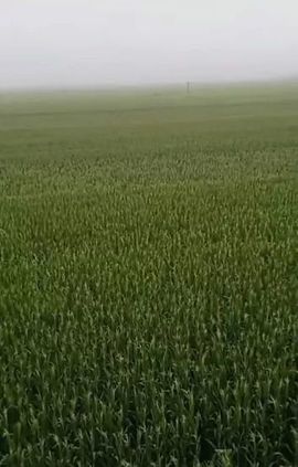 September★主播照片