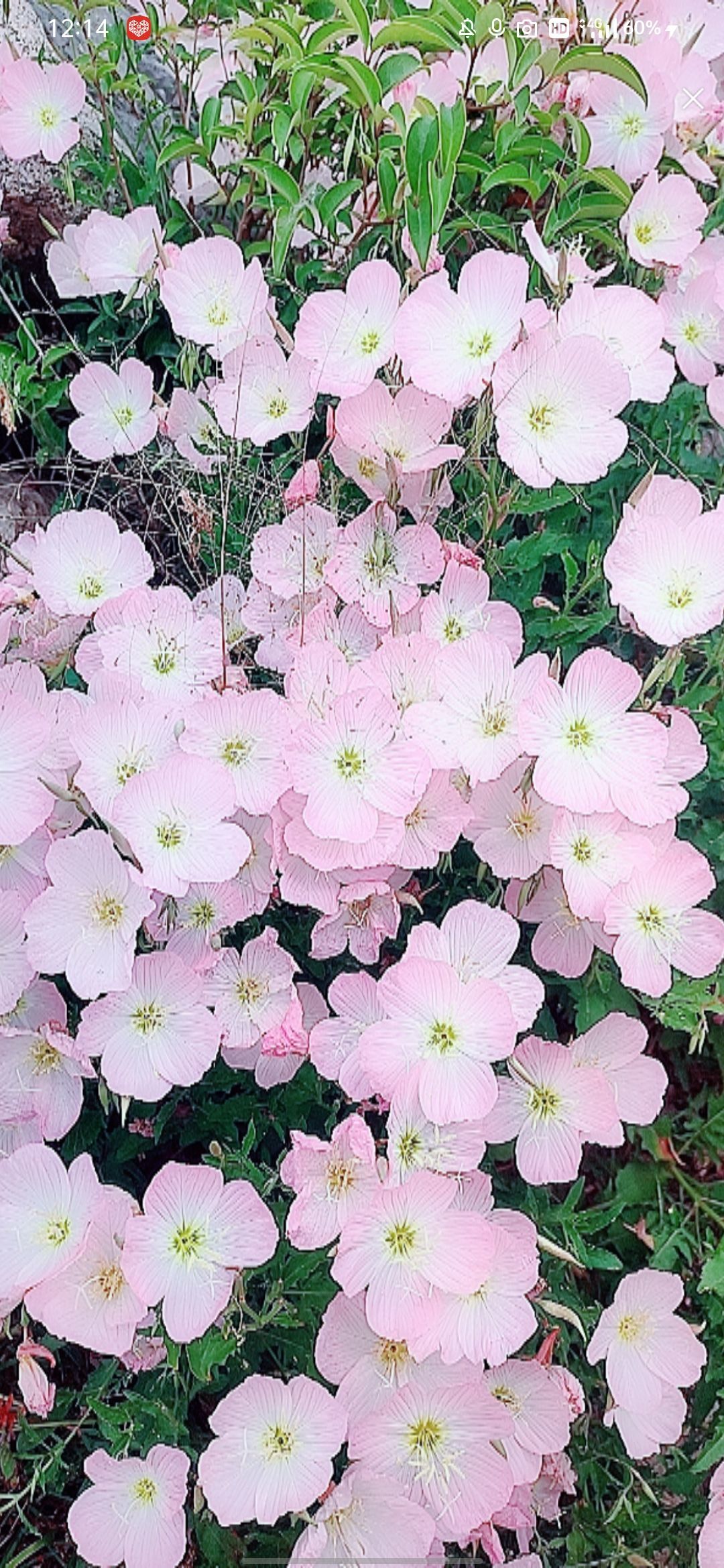 婷婷💕感恩有你陪伴的图片