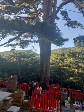 爱在晚秋🐲（关关）的图片