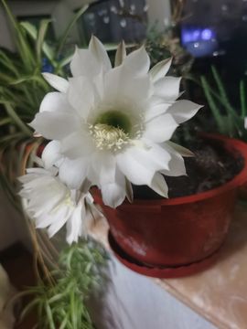 聆听~爱唱歌的图片