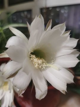 聆听~爱唱歌的图片