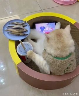 小奶猫谢谢哥哥们主播照片