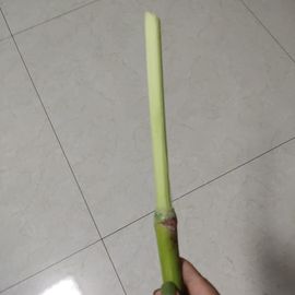 野百合饿晕了🌱🌱主播照片