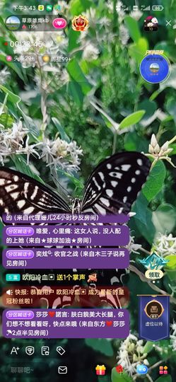 草原雄鹰kb主播照片