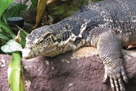 @一江東去@照片主播照片