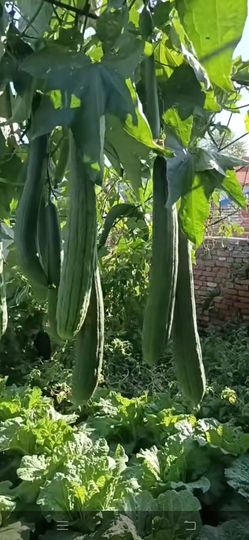 野百合饿晕了🌱🌱主播照片