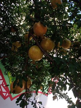 果果(平安好运)主播照片