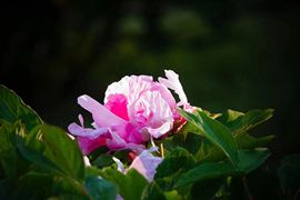 ♥♥☆快樂戦神☆♥♥主播照片