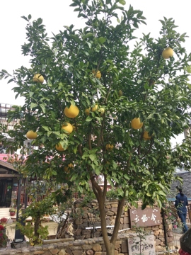 【⑥+①】→望不了的图片