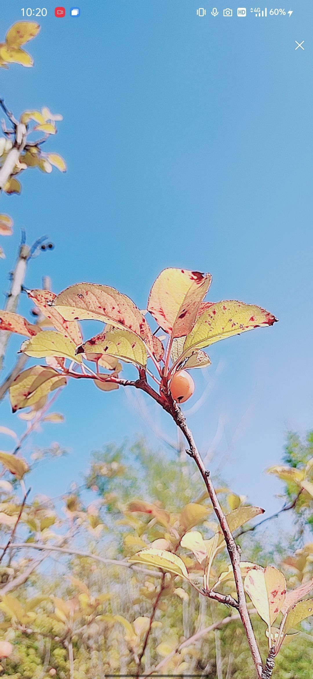 婷婷💕感恩有你陪伴的图片