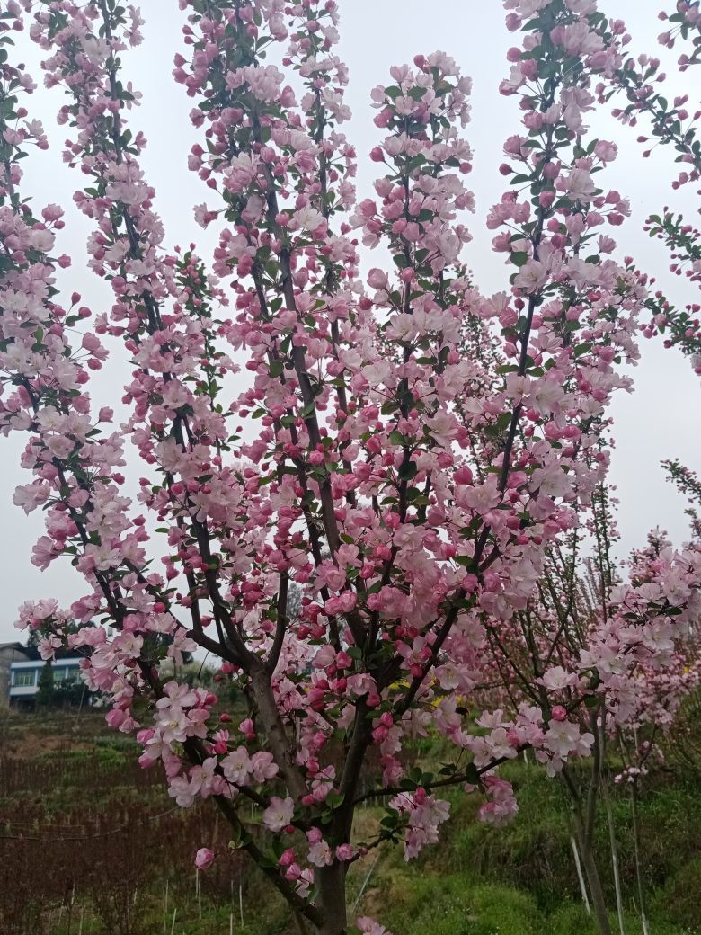 狂喜的雁南飞的主播照片