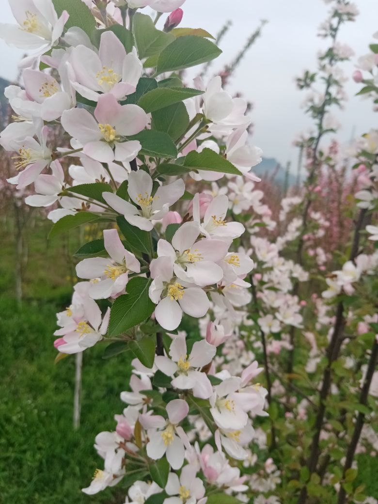 狂喜的雁南飞的主播照片