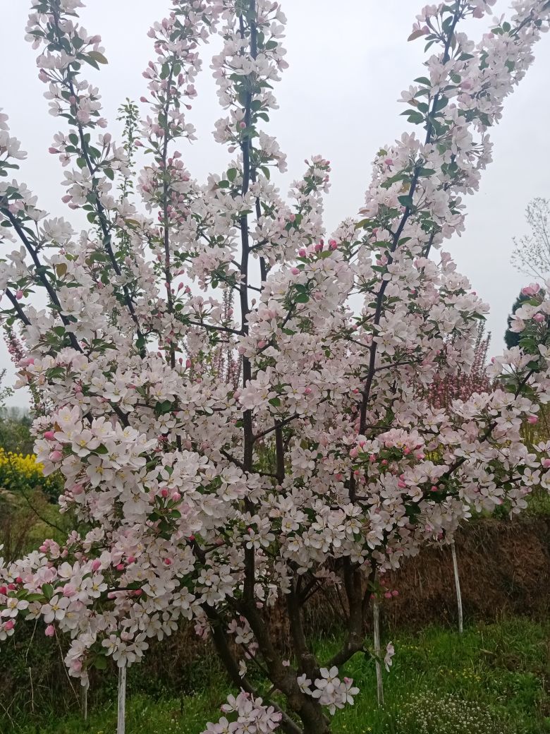 狂喜的雁南飞的主播照片