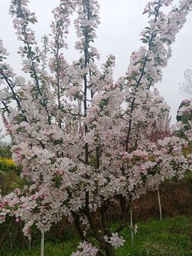 狂喜的雁南飞主播照片