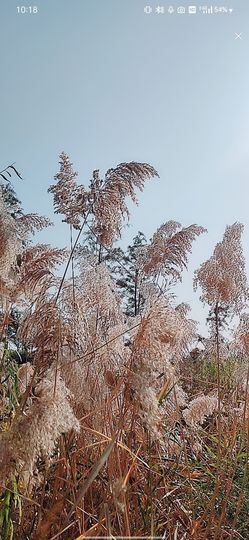 婷求三个火山升级的图片