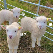 迪迦lzi