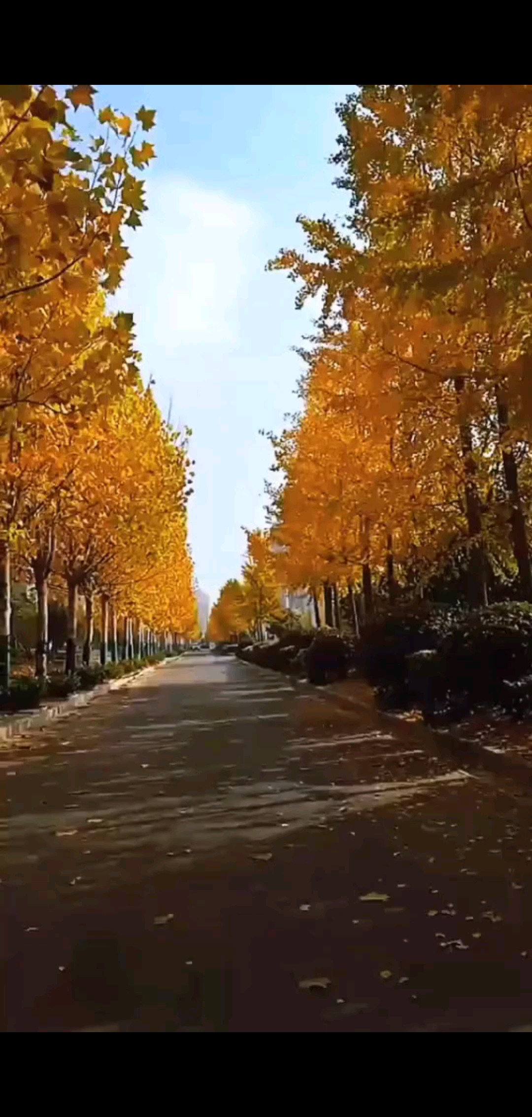 铺满落叶🍂的冬天🍂🍂