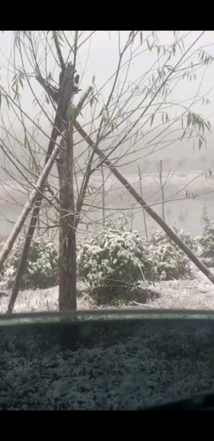 雪呦