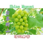 晴王??麝香的頭像