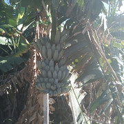 梦，梦想成真的头像