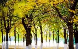 Rainlinesღ的图片