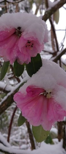 🌼阳阳得意🌼主播照片
