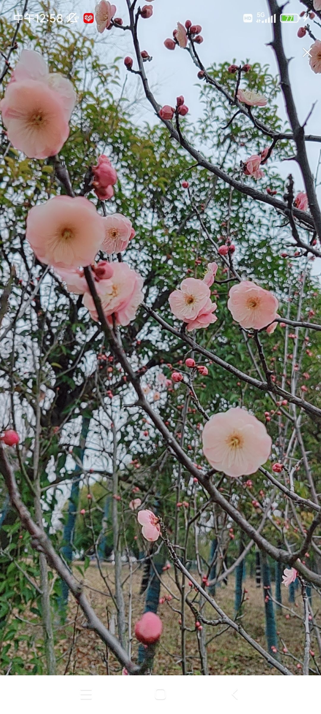 婷婷💕感恩有你陪伴的图片