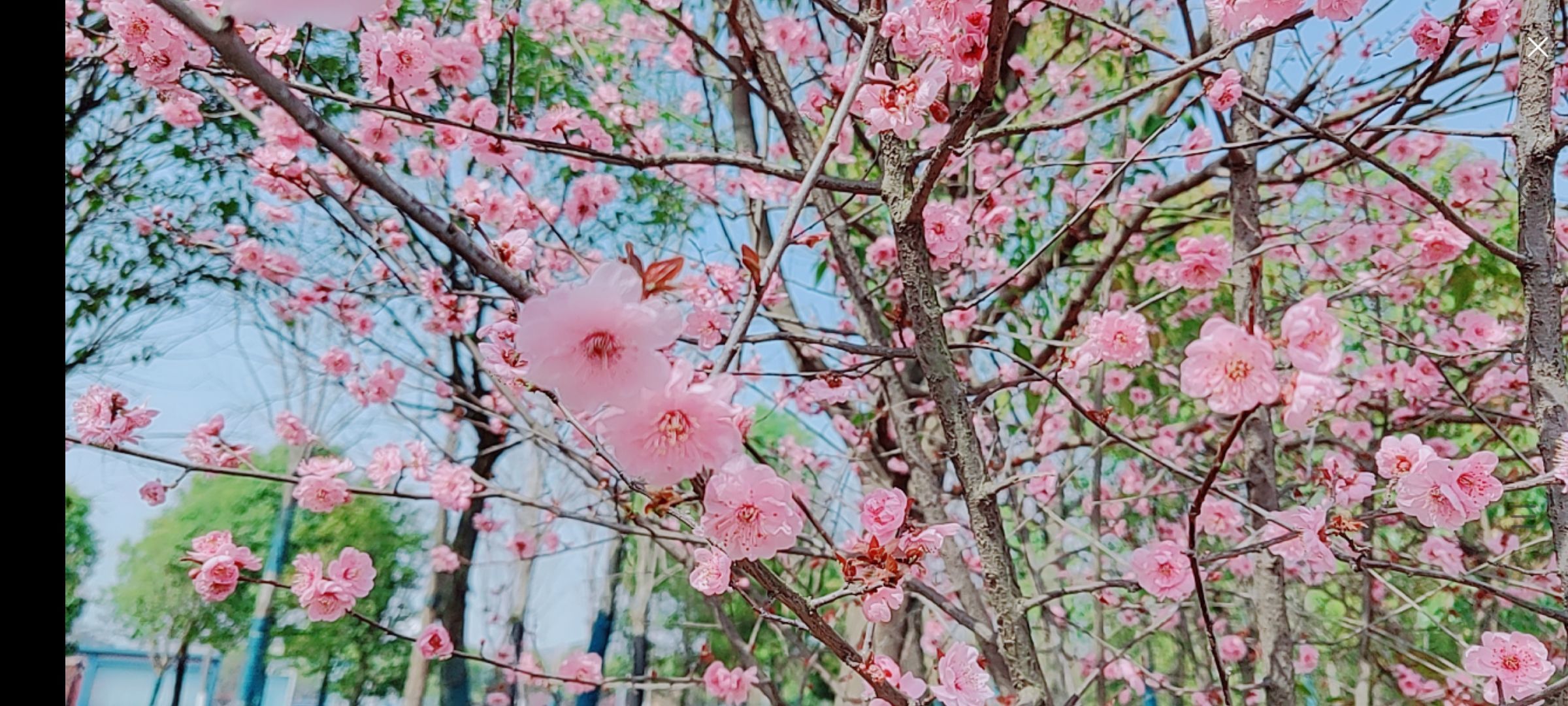 婷婷💕感恩有你陪伴的图片