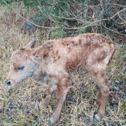 💓❣️叭叭❣️💓