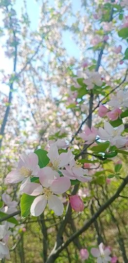 小芳，🌸减肥打卡主播照片