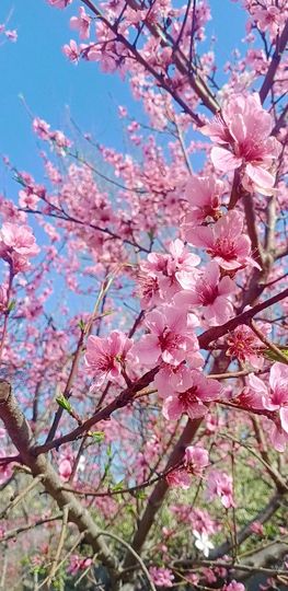 小芳，🌸减肥打卡主播照片