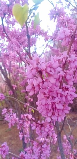 小芳，🌸减肥打卡主播照片