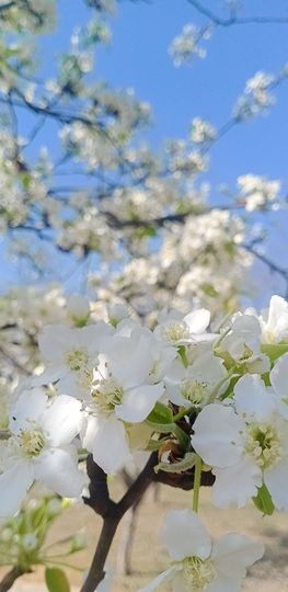 小芳🌸不跳舞主播照片