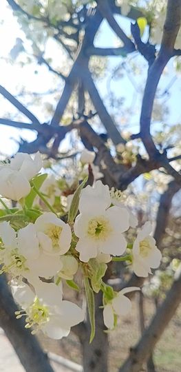 小芳🌸不跳舞主播照片